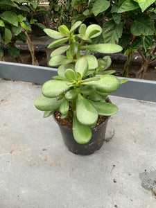 6” Succulent - Jade