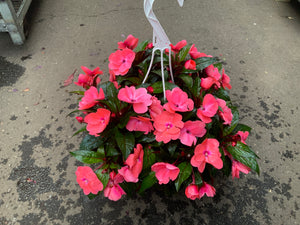 8” NEW GUINEA IMPATIENS HANGING BASKETS (CORAL)