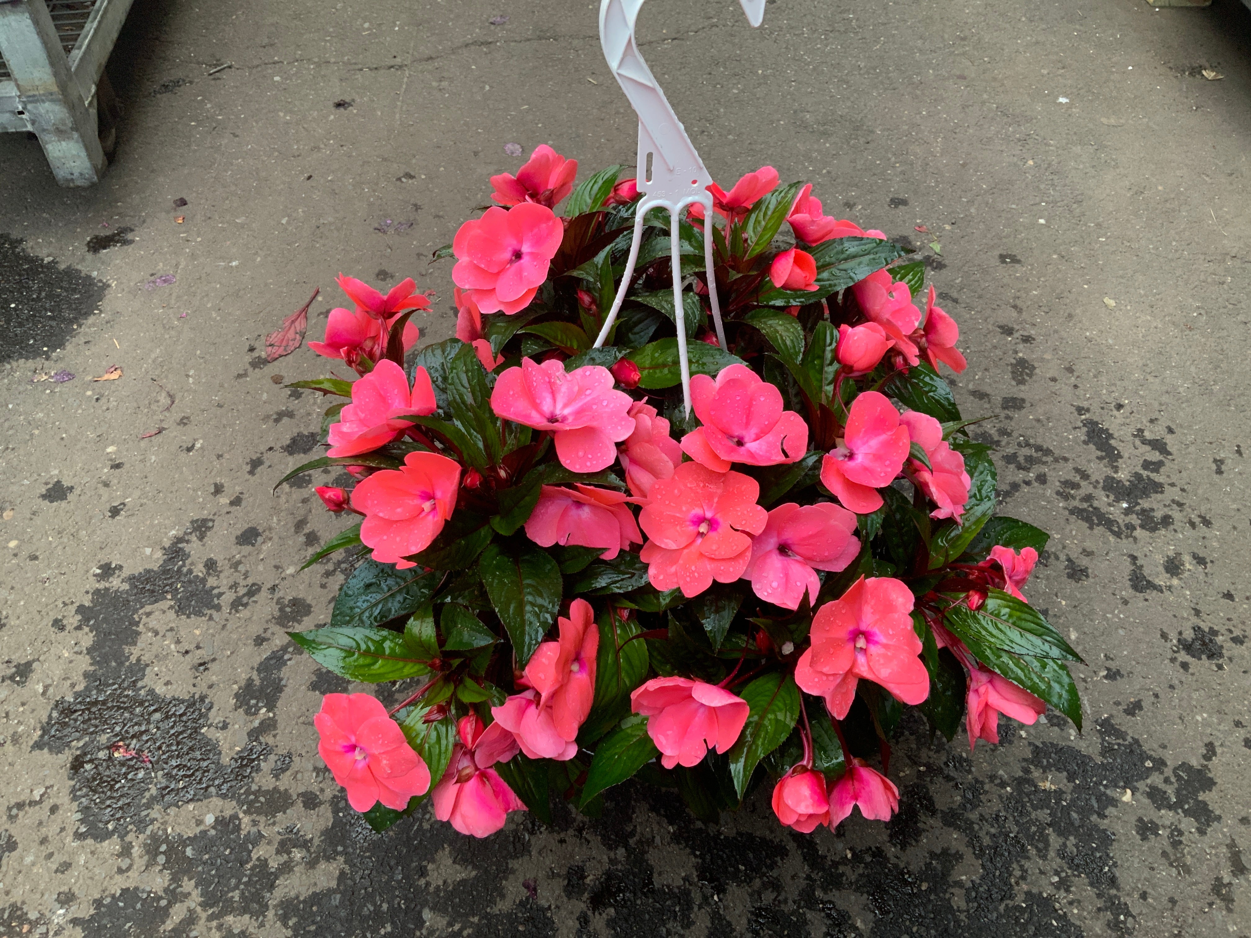 planting impatiens in hanging baskets 8” NEW GUINEA IMPATIENS HANGING BASKETS (CORAL) – A&M Seasonal Corner
