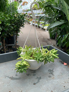 6” Succulent Hanging Basket - Stone Crop