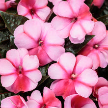 Load image into Gallery viewer, Proven Winners - New Guinea Impatiens - Infinity Blushing Crimson

