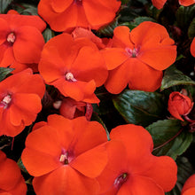 Load image into Gallery viewer, Proven Winners - New Guinea Impatiens - Infinity Orange
