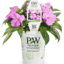 Load image into Gallery viewer, Proven Winners - New Guinea Impatiens - Infinity Lavender
