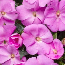 Load image into Gallery viewer, Proven Winners - New Guinea Impatiens - Infinity Lavender
