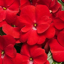 Load image into Gallery viewer, Proven Winners - New Guinea Impatiens - Infinity Red
