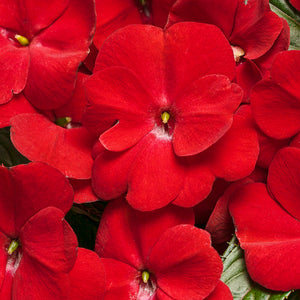 Proven Winners - New Guinea Impatiens - Infinity Red