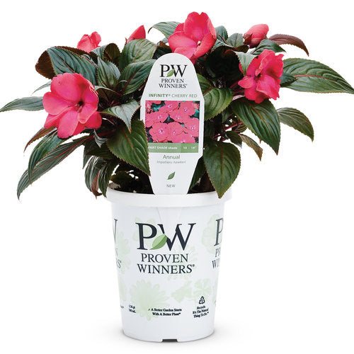 Proven Winners - New Guinea Impatiens - Infinity Cherry Red