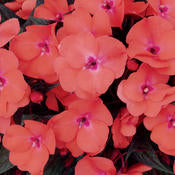 Load image into Gallery viewer, Proven Winners - New Guinea Impatiens - Infinity Salmon
