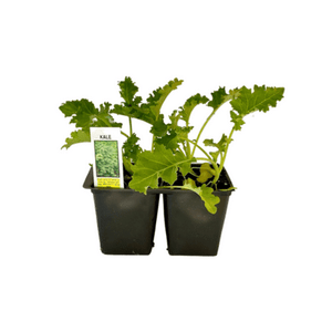 Kale 4 Plant Cell Pack
