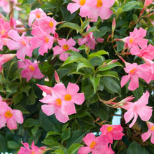 Load image into Gallery viewer, Mandevilla -Pink
