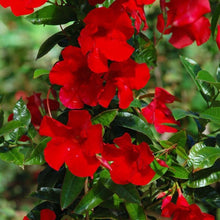Load image into Gallery viewer, Mandevilla - Red
