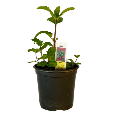 Spearmint Plant 4.5” Pot