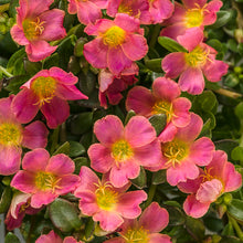 Load image into Gallery viewer, Proven Winners - Portulaca - Mojave Pink
