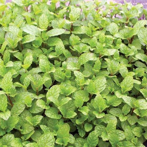 Mojito Mint Plant 4.5” Pot