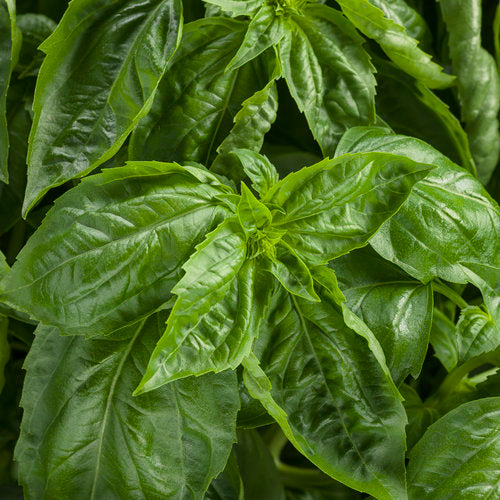 Basil Plant 4 ½” Pot – A&M Seasonal Corner