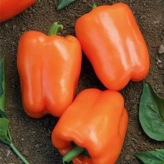 Orange Blaze Sweet Pepper Plant 4.5” Pot