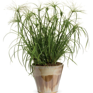 Proven Winners - Cyperus - Graceful Grasses King Tut