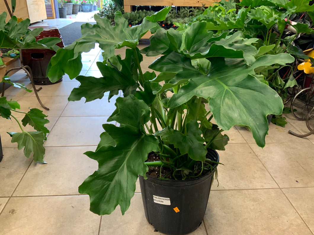 philodendron selloum atom 10" Philodendron Selloum – A&M Seasonal Corner