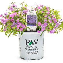 Load image into Gallery viewer, Proven Winners - Phlox - &#39;Purple Sprite&#39;
