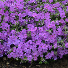 Load image into Gallery viewer, Proven Winners - Phlox - &#39;Purple Sprite&#39;
