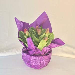 Tulip - Purple 8” Pot