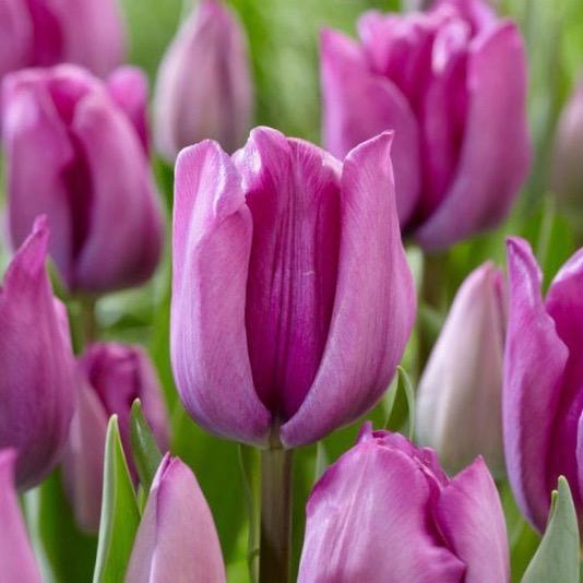 Tulip - Purple 10” Pot