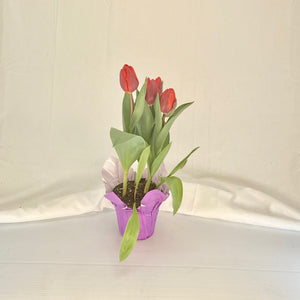 Tulip - Red 4” Pot