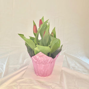 Tulip - Red 6” Pot
