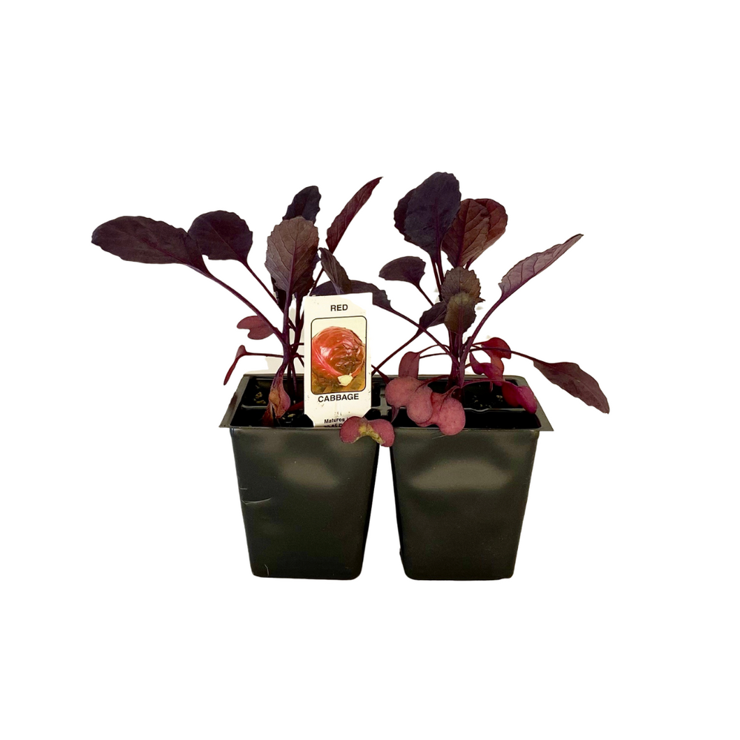 Red Cabbage 4 Plant Cell Pack