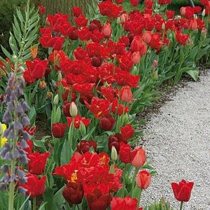 Tulip - Red  Pot