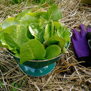 Romaine Lettuce Plant 4.5” Pot