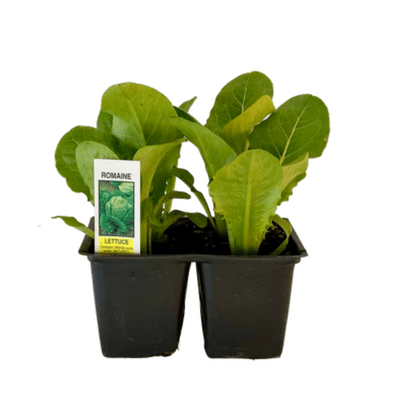 Romaine Lettuce 4 Plant Cell Pack