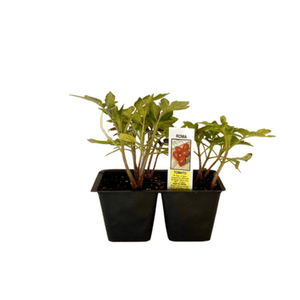 Roma Tomato 4 Plant Cell Pack