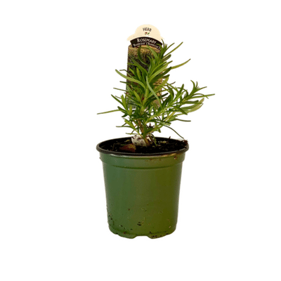 Rosemary Plant 4.5” Pot