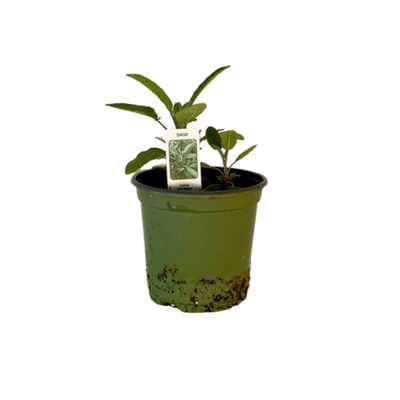 Sage Plant 4.5” Pot