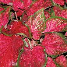 Load image into Gallery viewer, Proven Winners - Caladium - Scarlet Flame
