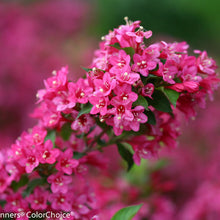 Load image into Gallery viewer, Proven Winners - Weigela - Sonic Bloom Pink

