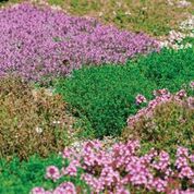 Savor - Herbs - Thyme Steppin Pink