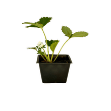Load image into Gallery viewer, Strawberry Plant 3” Pot
