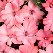 Load image into Gallery viewer, Proven Winners - SunPatiens - Compact Blush Pink
