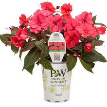 Load image into Gallery viewer, Proven Winners - SunPatiens - Compact Deep Rose
