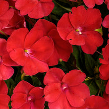 Load image into Gallery viewer, Proven Winners - SunPatiens - Compact Fire Red

