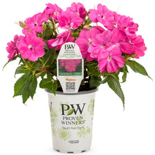 Load image into Gallery viewer, Proven Winners - SunPatiens - Compact Neon Pink
