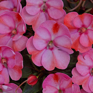 Proven Winners - SunPatiens - Compact Pink Candy