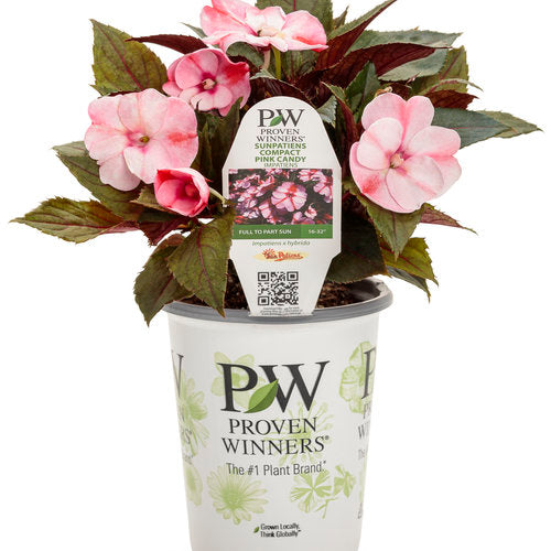 Proven Winners - SunPatiens - Compact Pink Candy