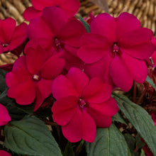 Load image into Gallery viewer, Proven Winners - SunPatiens - Compact Royal Magenta
