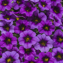 Load image into Gallery viewer, Proven Winners - Calibrachoa - Superbells -Grape Punch
