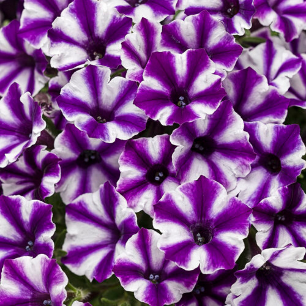 Proven Winners - Supertunia - Mini Vista - Violet Star