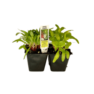 Swiss Chard 4 Plant Cell Pack
