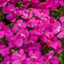 Load image into Gallery viewer, Proven Winners - Geranium - Timeless Lavender
